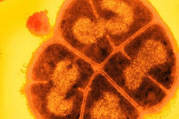 Conan the Bacterium